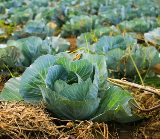 배추·양배추 등 7개 품목에 할당관세 적용…2%대 물가 안착 총력 bok choy at daytime