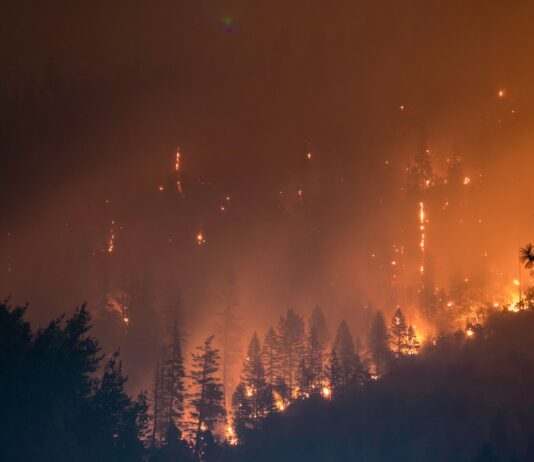 올봄 산불 피해 면적 평균 대비 98% 줄어…역대 두 번째 작아 trees on fire