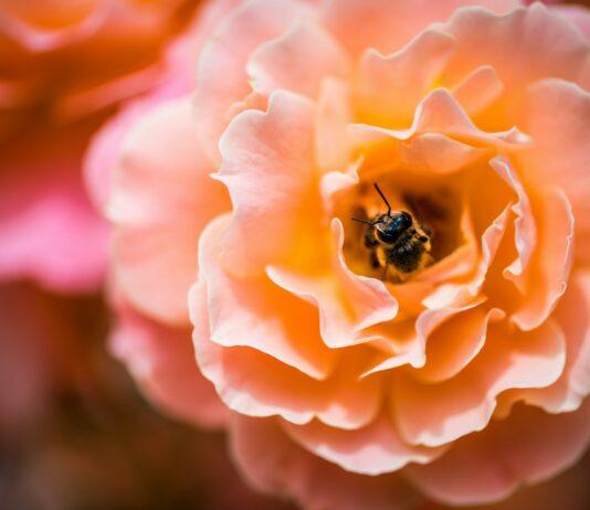 이제는 드론으로 말벌도 퇴치! honeybee feeding on orange flower