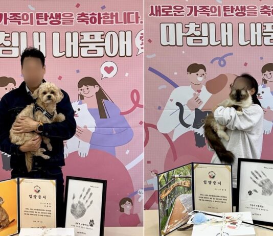 서대문내품애(愛)센터의 유기동물 입양 기적 계속된다