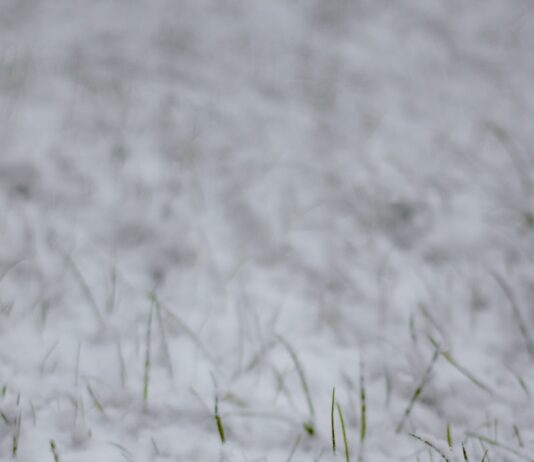 새해 결심, 마음의 평화를 찾는 방법 white snow on green grass field