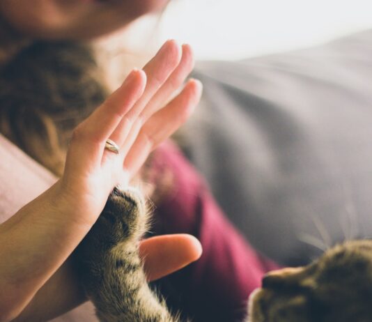 건강한 삶, 반려동물과 함께”…2030세대의 웰니스 루틴에 ‘펫’이 있다 tabby cat touching person's palm