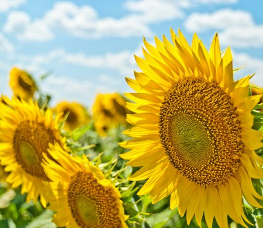 초여름, 건강 관리의 필수 아이템들을 알아봅시다 yellow sunflowers during daytime