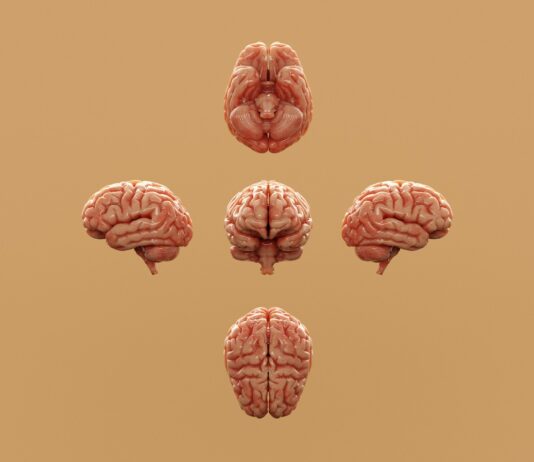 뇌 건강 지키고 치매 예방하는 생활 습관 7가지 Various perspectives of a human brain are displayed.