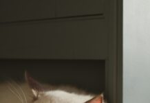 “수면 부족이 건강에 미치는 영향과 올바른 수면 습관 만들기” white and brown cat on brown floor