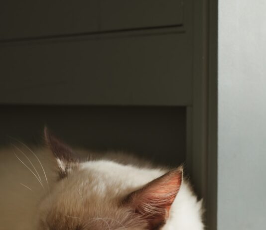 “수면 부족이 건강에 미치는 영향과 올바른 수면 습관 만들기” white and brown cat on brown floor