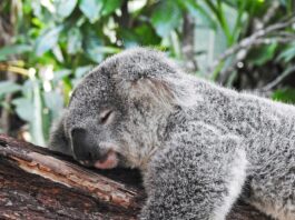 “숙면, 생활 속 작은 변화에서 시작…실천 가능한 수면 루틴 주목받아” koala bear sleeping on tree