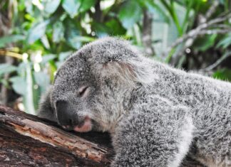“숙면, 생활 속 작은 변화에서 시작…실천 가능한 수면 루틴 주목받아” koala bear sleeping on tree