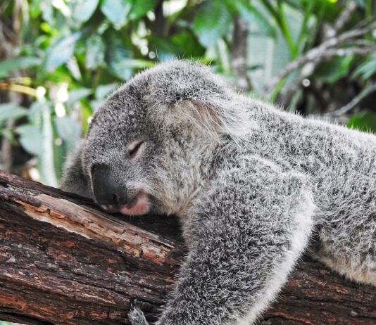 “숙면, 생활 속 작은 변화에서 시작…실천 가능한 수면 루틴 주목받아” koala bear sleeping on tree