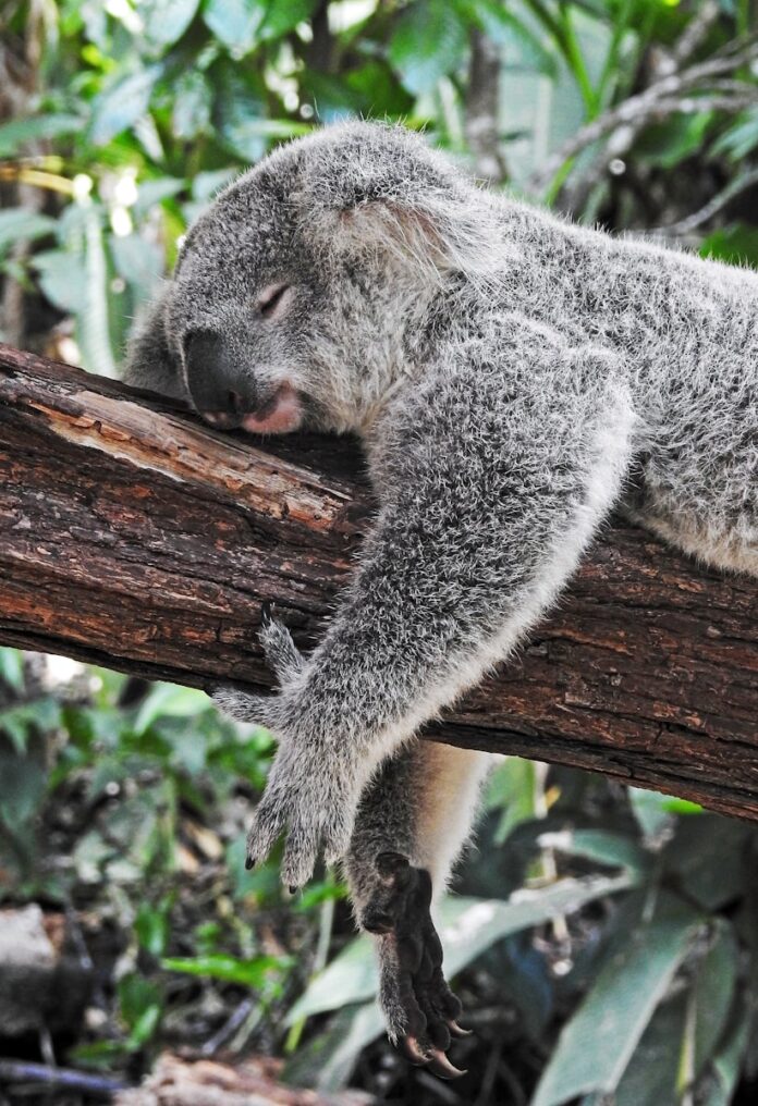 Photo by David Clode koala bear sleeping on tree