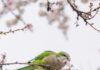 “마음 건강을 지키는 일상 루틴, 작은 변화를 시작하세요” A green parrot eats flowers on a blooming tree