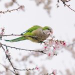 A green parrot eats flowers on a blooming tree