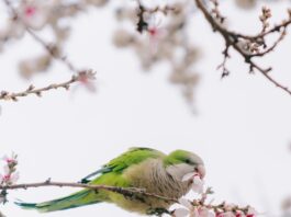 “마음 건강을 지키는 일상 루틴, 작은 변화를 시작하세요” A green parrot eats flowers on a blooming tree