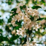“뇌건강, 오늘부터 시작하세요”…쉽게 실천하는 ‘두뇌 활력 루틴’ 각광 Sunlit white apple blossoms against a blurred green background.