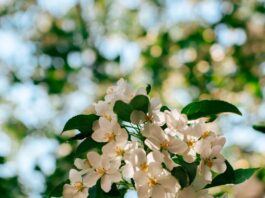 “뇌건강, 오늘부터 시작하세요”…쉽게 실천하는 ‘두뇌 활력 루틴’ 각광 Sunlit white apple blossoms against a blurred green background.