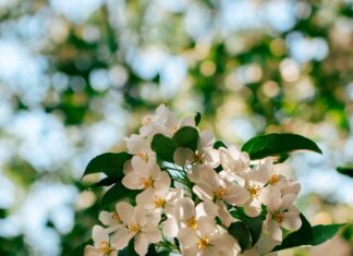 “뇌건강, 오늘부터 시작하세요”…쉽게 실천하는 ‘두뇌 활력 루틴’ 각광 Sunlit white apple blossoms against a blurred green background.