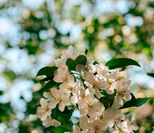 “뇌건강, 오늘부터 시작하세요”…쉽게 실천하는 ‘두뇌 활력 루틴’ 각광 Sunlit white apple blossoms against a blurred green background.