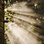 만성피로, 똑똑하게 극복하기…일상 속 실천 가능한 건강 루틴 주목 sun rays coming through trees