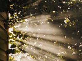 만성피로, 똑똑하게 극복하기…일상 속 실천 가능한 건강 루틴 주목 sun rays coming through trees