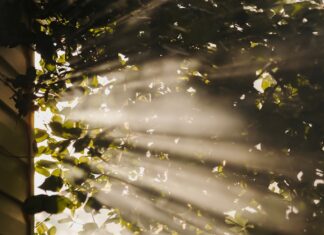 만성피로, 똑똑하게 극복하기…일상 속 실천 가능한 건강 루틴 주목 sun rays coming through trees
