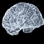 a close up of a human brain on a black background