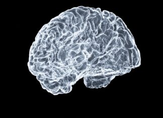 뇌에 활력을! 일상 속 뇌건강 지키는 새로운 생활 습관 a close up of a human brain on a black background