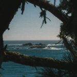 현대인의 ‘마음 쉼’ 트렌드… 일상에서 실천하는 마인드풀니스 루틴 확산 Dark pine branches framing a view of the blue ocean and rocky islands