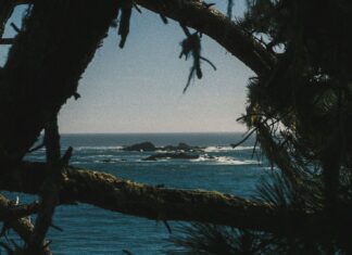 현대인의 ‘마음 쉼’ 트렌드… 일상에서 실천하는 마인드풀니스 루틴 확산 Dark pine branches framing a view of the blue ocean and rocky islands