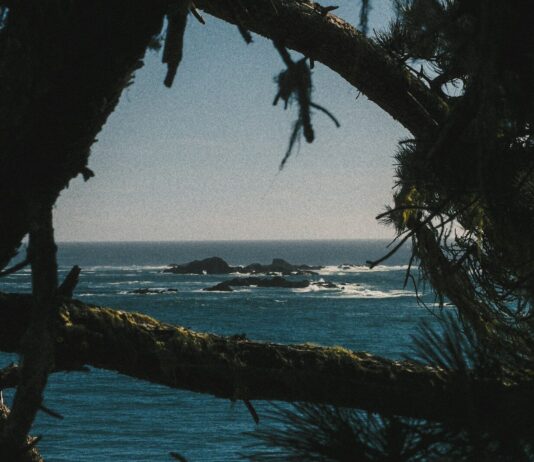 현대인의 ‘마음 쉼’ 트렌드… 일상에서 실천하는 마인드풀니스 루틴 확산 Dark pine branches framing a view of the blue ocean and rocky islands